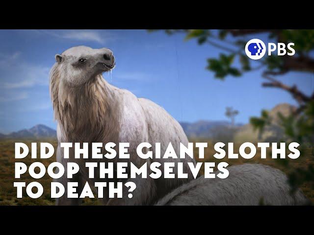 Did These Giant Sloths Poop Themselves to Death?