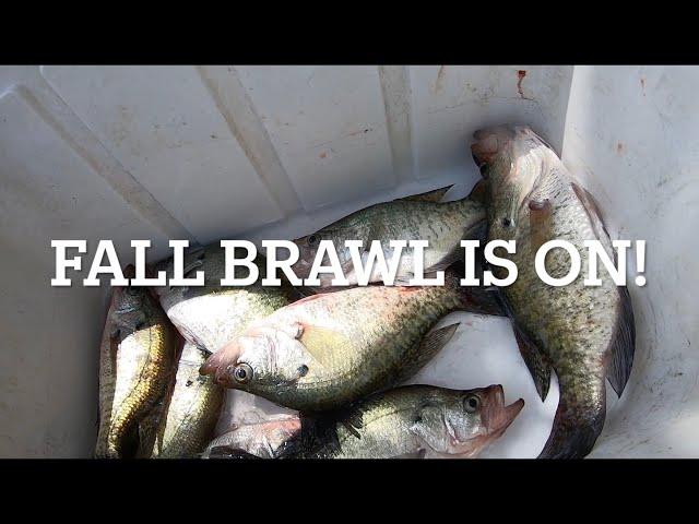 The Fall Crappie Brawl is on! They are biting good! (Catch Clean and Cook)