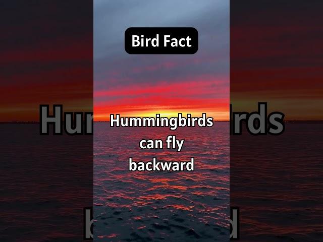 Bird facts - hummingbirds #birdfacts #hummingbirds #factsaboutbirds