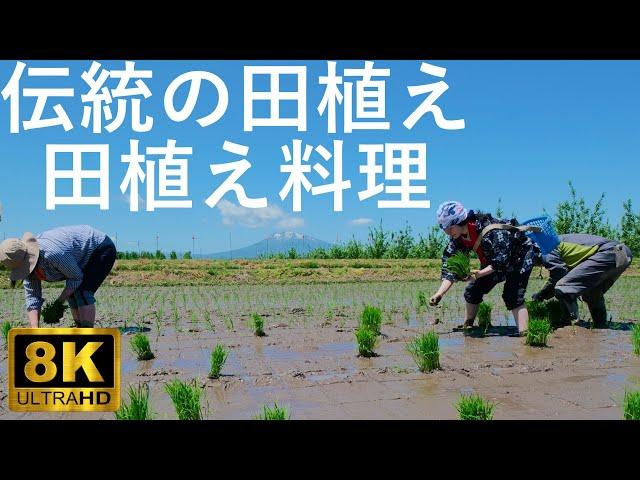 【津軽あかつきの会】伝統の田植えと津軽の郷土料理【青森県弘前市】8K