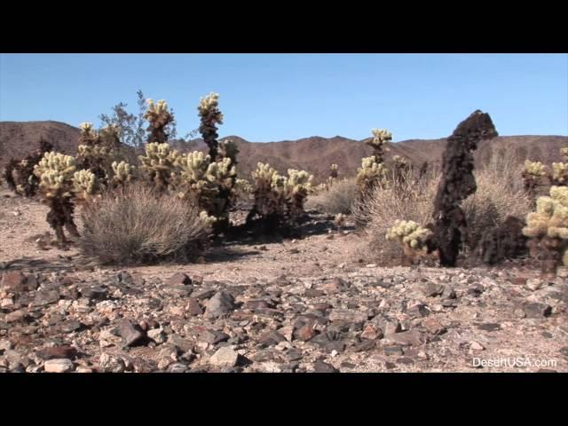 Cholla Cactus