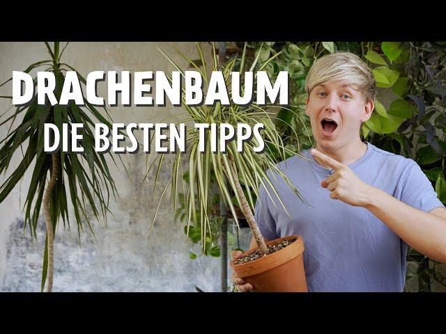 DIESE 11 Drachenbaum Pflegetipps MUSST du kennen  (Dracaena)