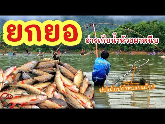 ยกยอ อ่างห้วยผาหนีบ ►Fishing lifestyle Ep.707