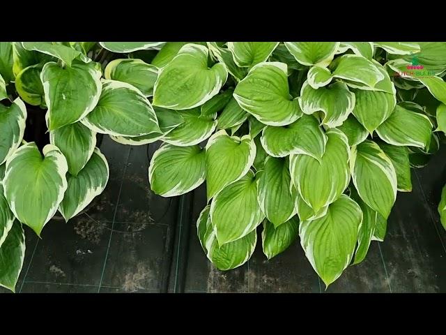 Hosta - Sorbet │Dutch-bulbs.com