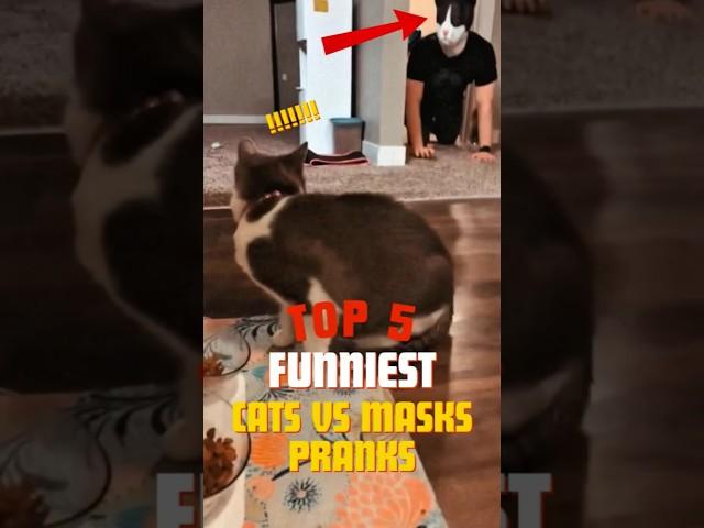 TOP 5 FUNNIEST Cats vs Masks PRANKS 