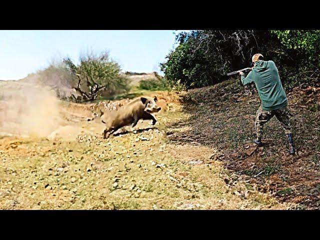 TOP 10 WILD BOAR HUNTING || Best Scenes ||SEASON: 2023 - PART 2