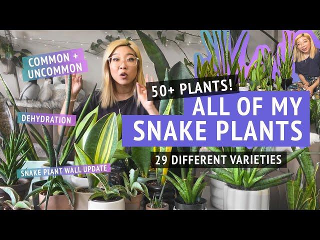 ALL OF MY SNAKE PLANTS | showing you my entire collection of different Sansevieria varieties!