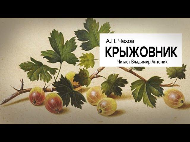 «Крыжовник». А.П.Чехов. Читает Владимир Антоник. Аудиокнига