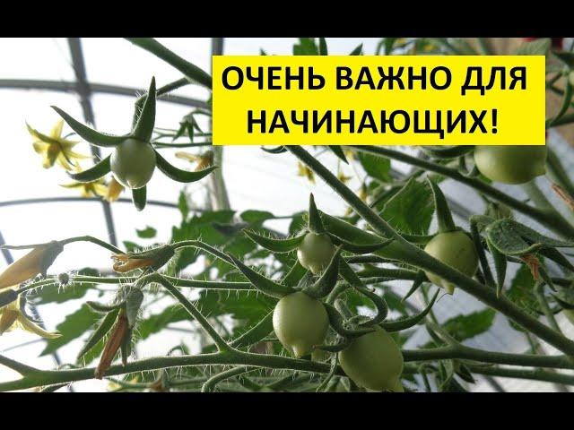 КАК ФОРМИРОВАТЬ ТОМАТЫ? Ольга Чернова.