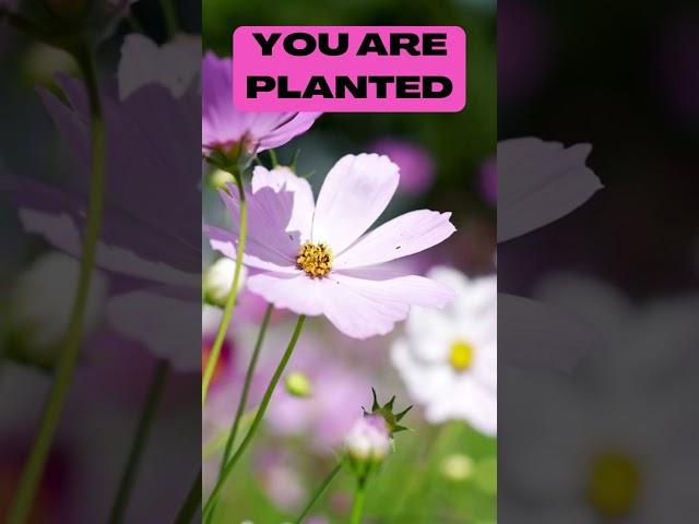 Bloom where you are Planted #quotes #Shorts #Flowers