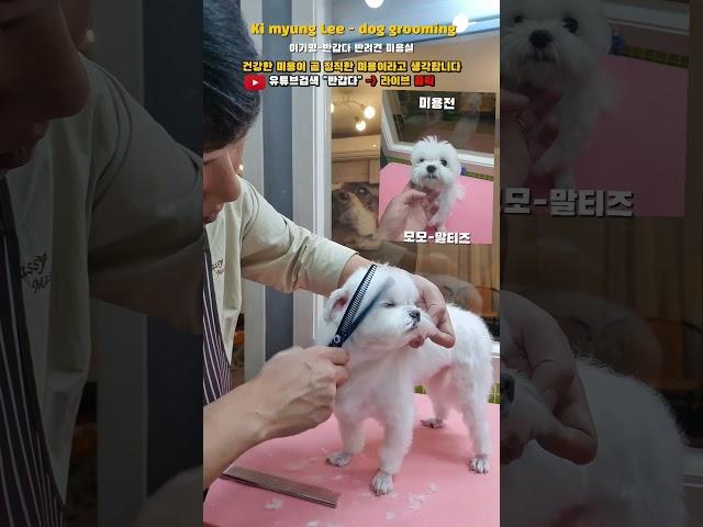 #이기명 #반갑다 #말티즈 #알머리컷 #애견미용 #애견미용사 #성남애견미용 #성남동애견미용