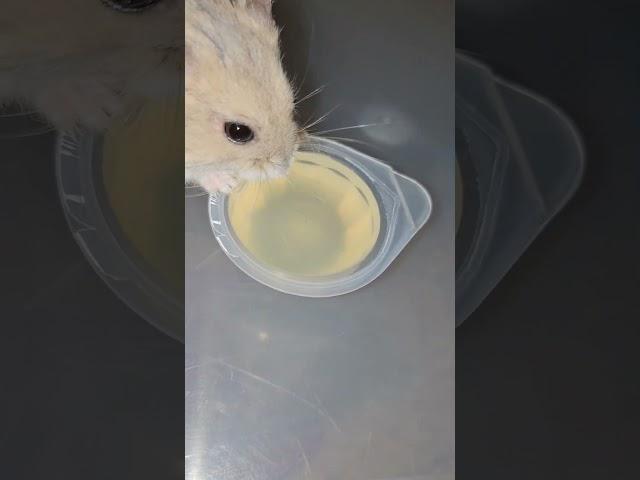 처음 맛본 콜라겐 쩰리(〃ꇴ〃)마시땨~️