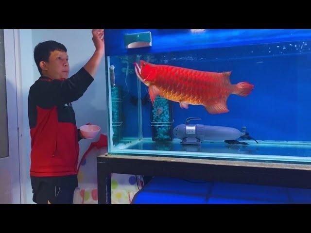 Feeding my Giant Arowana Fish | Monster Red Arowana and Oscar Cichlids