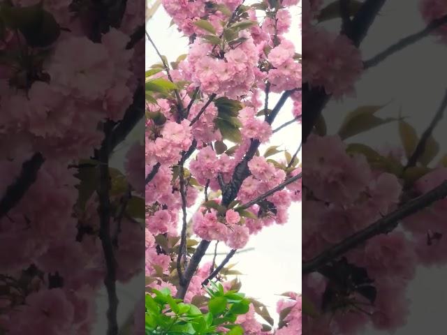 #spring #trending #vlog #southkorea #travel #flowers flo