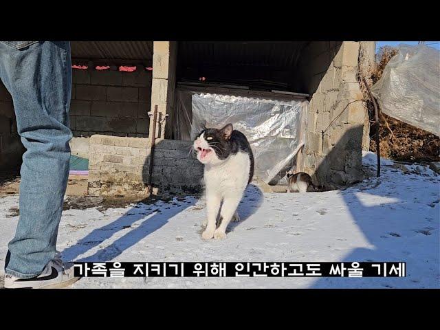 인간에게 맞서는 수컷 고양이