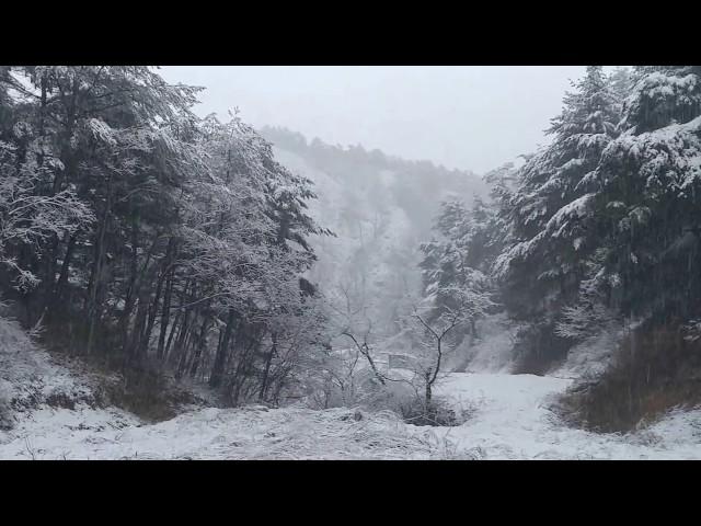 겨울왕국 대관령꽁지네 설국