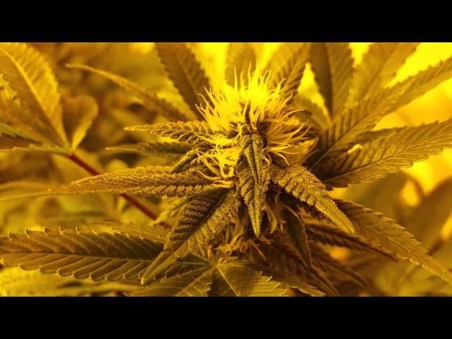 600 Watt Flower Room Update! Week 3