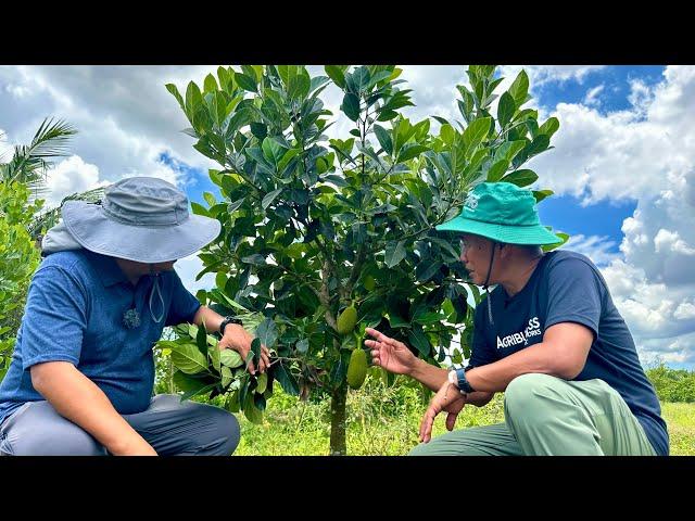 Sekreto para Mamunga ang Langka: Putulin ang Main Branch?  + Backyard Pig Farming in the Philippines