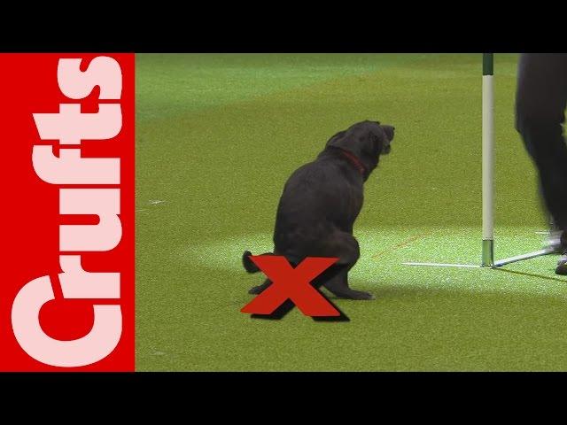 HILARIOUS - Dog takes a dump on TV - Crufts 2012 Bloopers