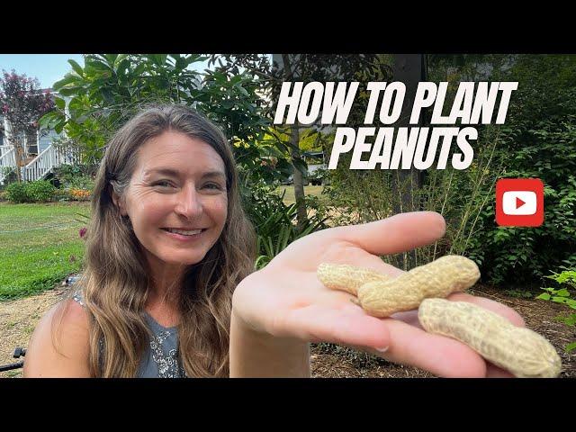 How to Plant Peanuts 