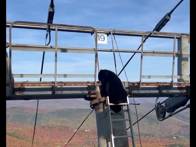 Bear Climbs Down Ski Lift Tower - 1530899-4