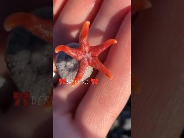 эдит морские обитатели 