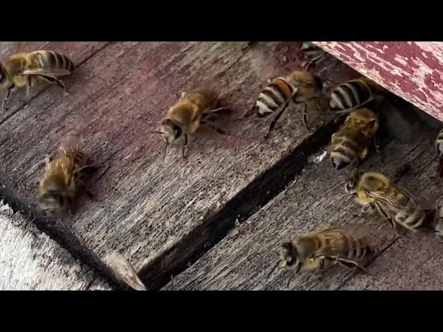 Where to Set Bee Traps / How to Choose the Right Place