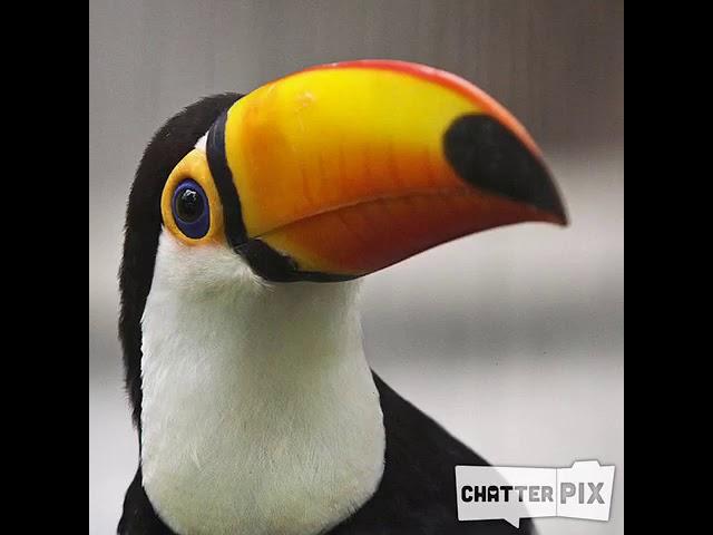 Animal Research Dunc Toucan