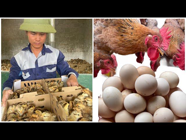 Full video: raising chickens from 1 day to 166 days