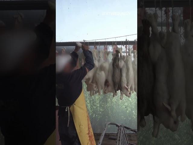 Sneak Peak: Animal Equality exposes horrific cruelty in Mexico's rabbit meat industry