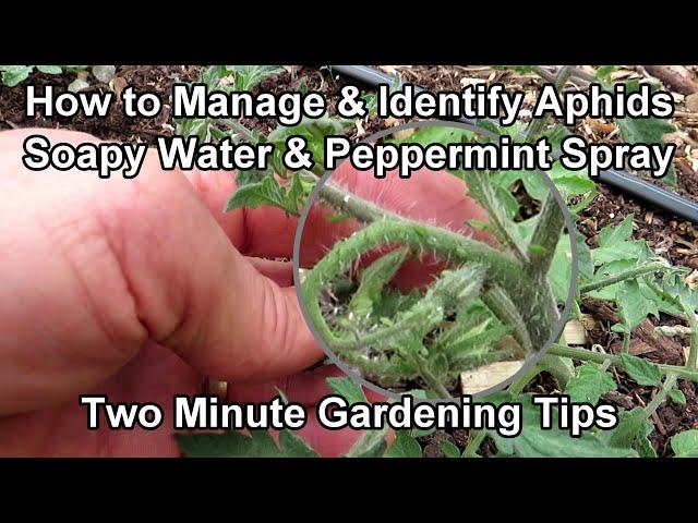 How to Easily Treat Aphids on Tomato Plants - Soapy Water & Peppermint Spray: Two Minute TRG Tips