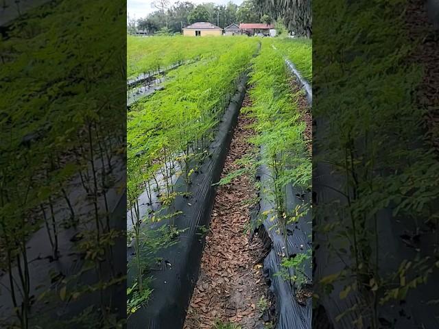 Moringa Tree Farm Grown High Density for Powder,Capsules,Tea.. #moringa #moringatree #moringaleaves