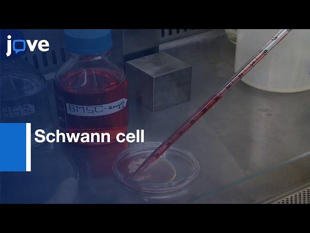 Schwann cell Generation by Hypoxic Preconditioning | Protocol Preview