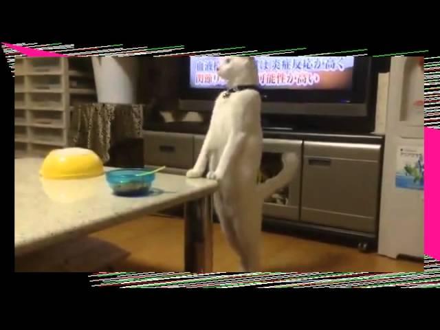 Japanese Cat Walks Backwards On Hind Legs