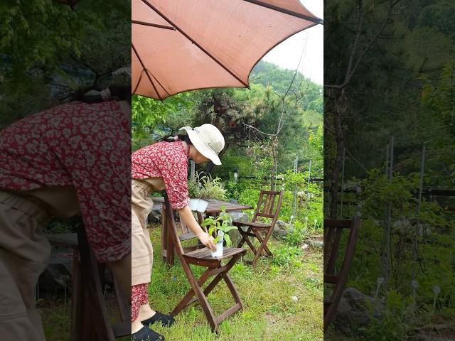 텃밭 #정원꾸미기 #전원주택 #식물영양제 #텃밭 #시골일상