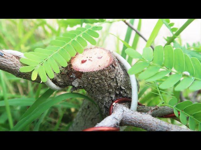 Tamarind Story | % Successful- A Presentation of Tamarind Air Layering Bonsai Techniques