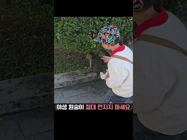 베트남 야생 원숭이 절대 만지지 마세요 #원숭이 #베트남다낭 #다낭여행