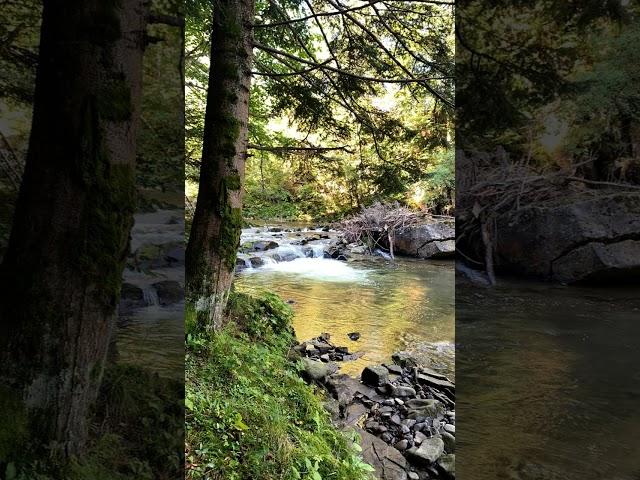 Форель#fishing #love #relaxingmusic #гори #форель #карпати #рибалка #flyfishing