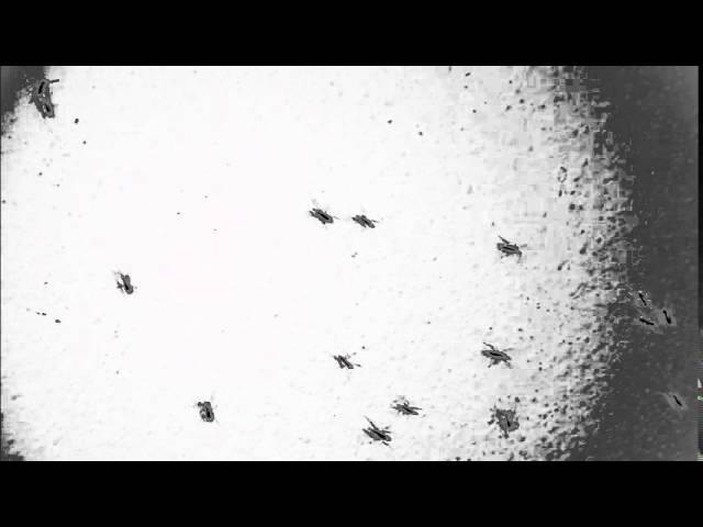Rose Pest Solutions Ant Control