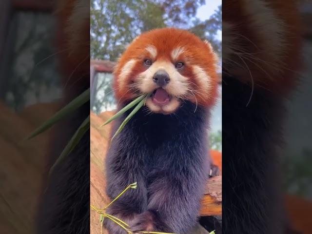 Cuteness Overload: Adorable Red Panda Moments on Cute Critter Chronicles #shorts