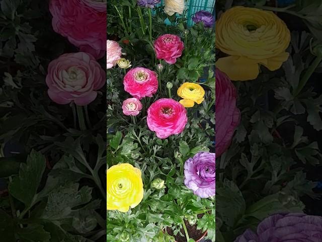 Ranunculus mix/лютик/#shorts