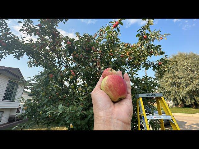 Apple Picking at Red Deer (Thank you Kabayan)