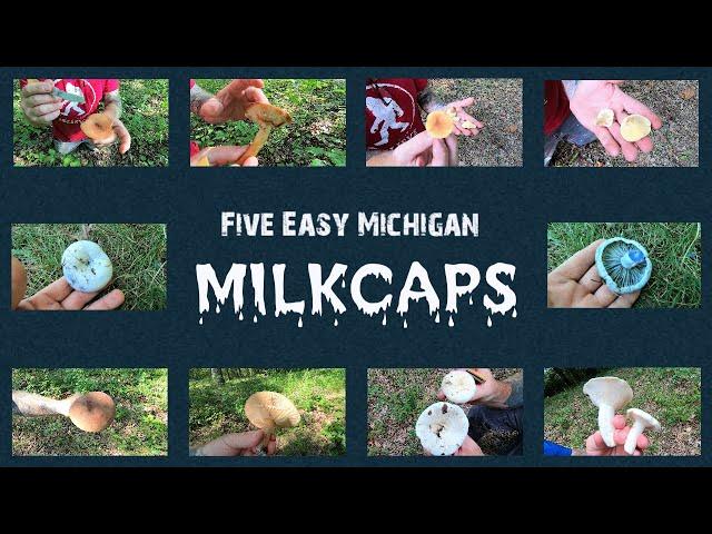 Five Easy Michigan Milkcaps