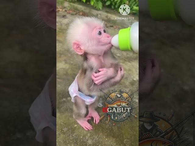 ANAK MONYET LUCU MINUM SUSU PAKAI DOT BAYI #monyetlucu #monyetviral #shortvideo #shorts