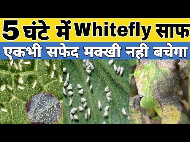 whitefly incect control | 5 घंटे में white fly साफ | best incecticide for white fly | safed makhi