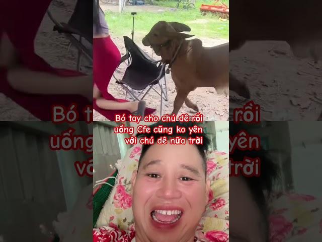uống cfe cũng ko yên với chú dê nữa trời ơi bó tay rồi