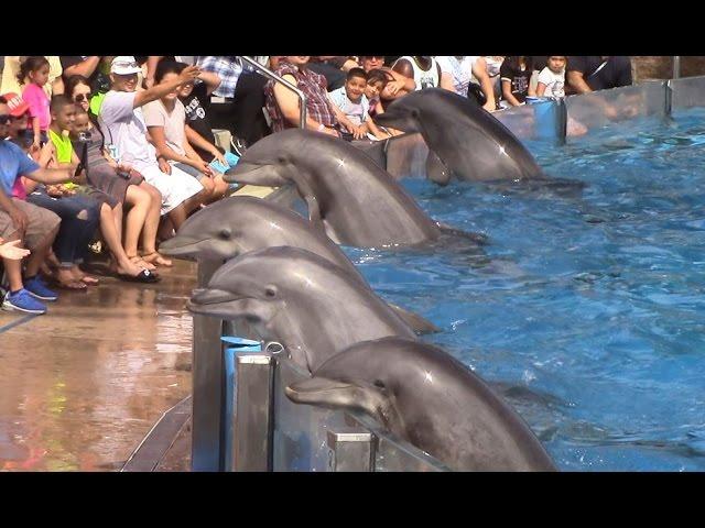 Dolphin Days (Full Show) at SeaWorld San Diego on 8/30/15