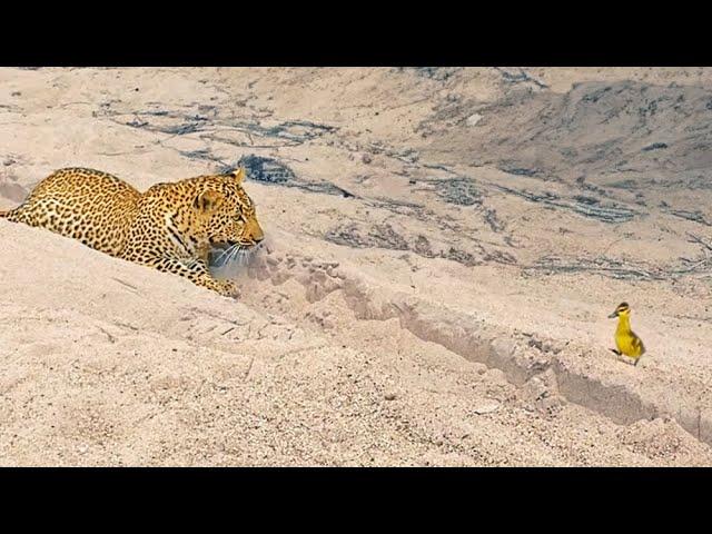 Innocent Baby Bird Walks up to Leopard - Crazy Ending