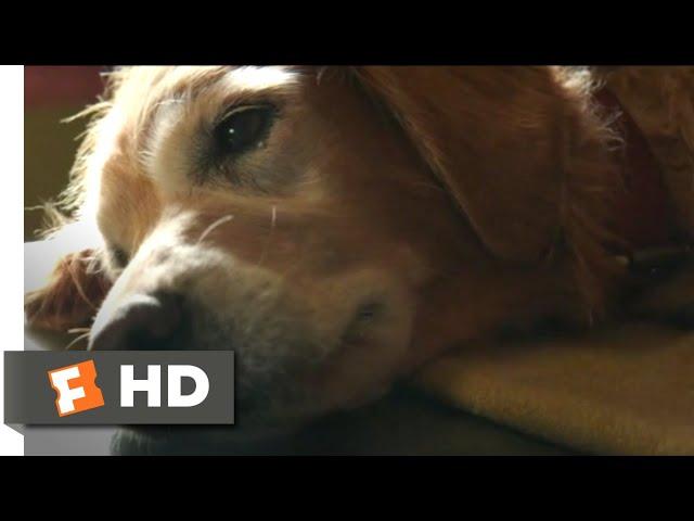 A Dog's Purpose (2017) - Bailey Passes On Scene (4/10) | Movieclips