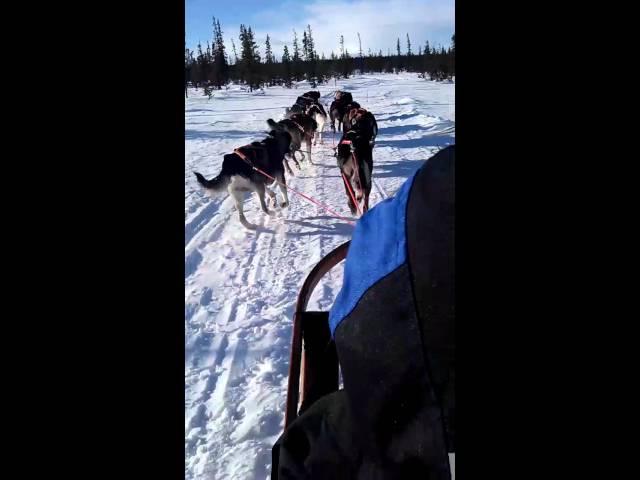 dog sled accident.3gp